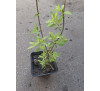 Каріоптеріс кладонський «Хайнт оф Голд» (Caryopteris Hint of Gold) 
